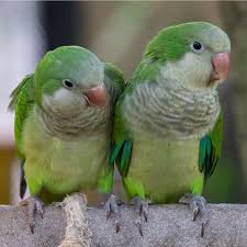 Quaker Parakeets