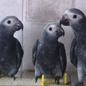 Timneh African Grey