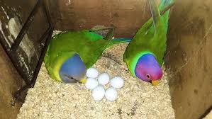 Plum-Headed Parakeets