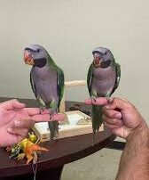 Derbyan Parakeets