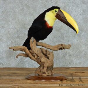 Young female Chestnut-mandibled Toucan Iskira available for sale