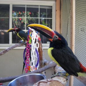 Young female Collared Aracari Toucan Alira available for sale