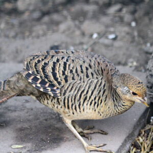 Young female Golden Pheasant Serapha available for sale