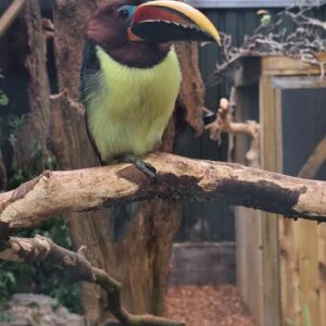 Young female Green Aracari Toucan Soreya available for sale