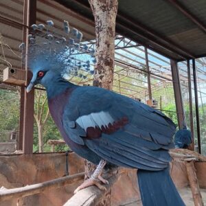 Young female Victoria Crowned Pigeon Elowen available for sale