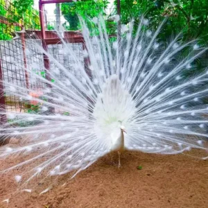 Young female White Peafowl Avelyne available for sale