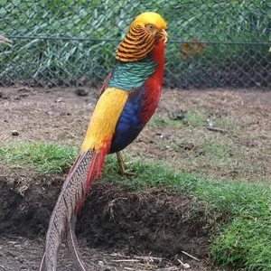 caldor-young-male-golden-pheasant-for-sale