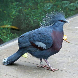 Young male Victoria Crowned Pigeon Caelum available for sale