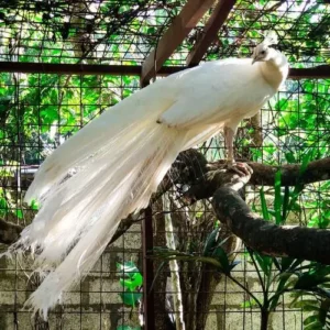 Young male White Peafowl Lucentis available for sale