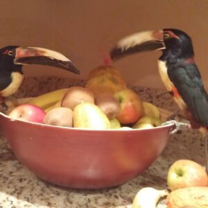 Young Collared Aracari Toucan pair Kaiven and Solari available for sale