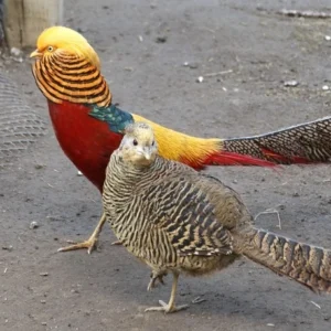 Young Golden Pheasant pair Elowen and Kaelis available for sale