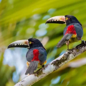 Young Green Aracari Toucan pair Tavio and Elune available for sale