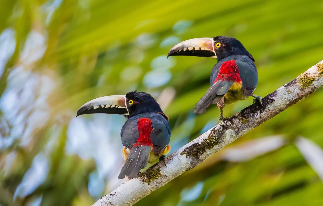 Young Green Aracari Toucan pair Tavio and Elune available for sale