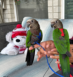Young Hawk-headed Parrot pair Caelum and Seris perched together