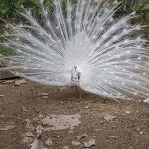 Young White Peafowl pair Caelion and Lysara available for sale