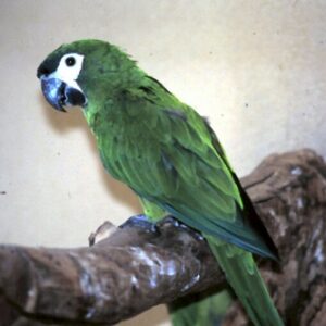 Young female Hahn’s Macaw named Aerilyn with green plumage and red shoulder patch