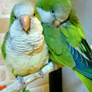 Young male and female Green Quaker Parakeet duo, Aeris and Mylo