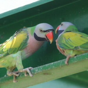Young male and female Mustache Parakeet duo with expressive markings