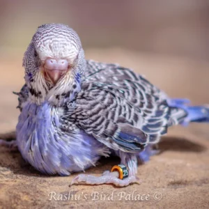 Baby male sky blue budgerigar named Aerius showing bright blue feathers