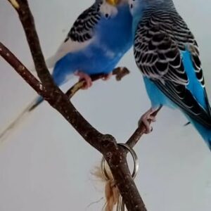 Baby budgerigar pair Aether and Lumi with sky-blue feathers and bonded behaviour