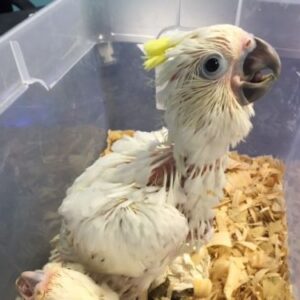 Sorin, a playful hand-fed baby sulphur cockatoo companion with a forming yellow crest.