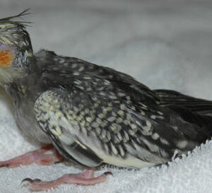 Alenya baby female Pearl cockatiel with golden lace markings and soft expression