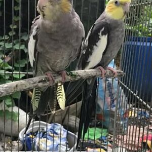 Aleron and Miralise young Pied cockatiel pair with coordinated posture and mosaic pattern