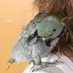 Baby female Mustache Parakeet with rose facial markings