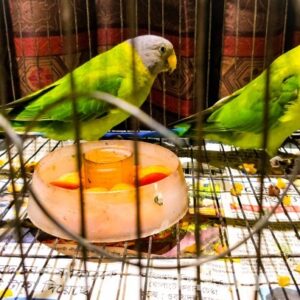 Young male and female Plum-Headed Parakeet duo perched together