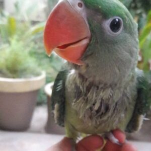 Baby female Alexandrine parakeet named Aria with jade-green feathers