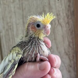 Aristea baby female Cinnamon cockatiel with caramel-toned plumage and gentle expression