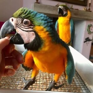 Arlo and Celisse, a vibrant blue gold parrot pair perched affectionately together