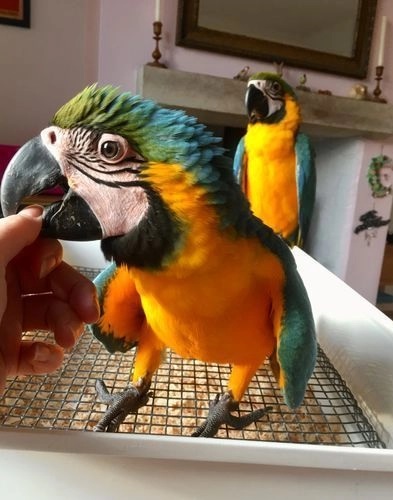 Arlo and Celisse, a vibrant blue gold parrot pair perched affectionately together
