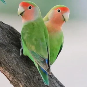 Peach-Faced Lovebird couple perched affectionately