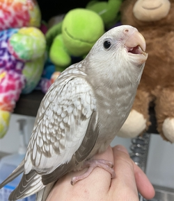 Aster baby male White-Faced cockatiel with pure white mask and soft grey feathers