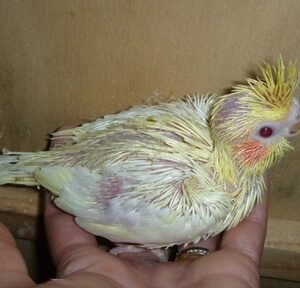 Aurelio baby male lutino cockatiel with glowing yellow plumage and raised crest