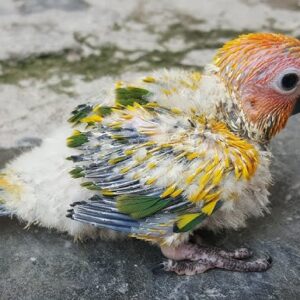 Baby male Sun Conure named Aurelion with bright orange and yellow plumage