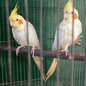 Aurelion and Seraphia Lutino cockatiel pair showing golden harmony and synchronized posture