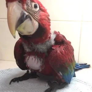 Baby female Green-Winged Macaw named Aurelith with vibrant red and green feathers