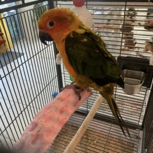 Baby female pineapple Sun Conure named Aurielle with pastel peach and yellow plumage