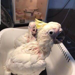 Aurielle, a snowy white hand-fed baby umbrella cockatoo with soft feathers