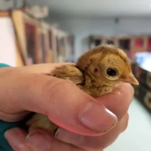 Baby male Golden Pheasant Aurion available for sale