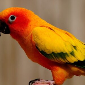 Young female Yellow-Fusion Sun Conure named Auristella with pastel yellow plumage
