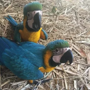 Auron and Lyra, a gentle tame blue yellow macaw pair perched closely together.