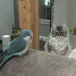 Young male Turquoise Quaker Parakeet named Auronis with aqua-blue plumage