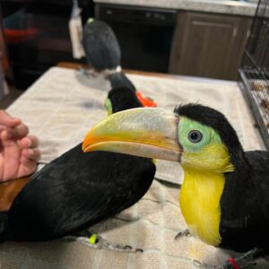 Baby male Keel-billed Toucan Azuro available for sale with developing colorful bill