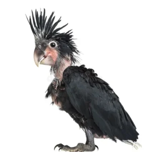 Aria, a 4.6-month baby female Black Palm Cockatoo with soft charcoal down and gentle cheek blush.