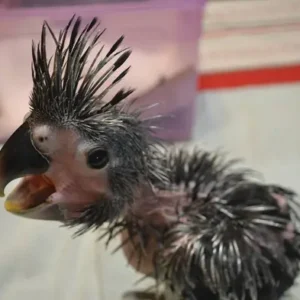 Kairo, a 5.3-month baby male Black Palm Cockatoo with soft jet down and gentle cheek coloration.