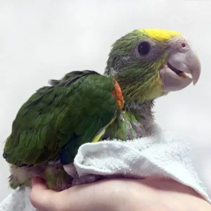 Lioran, a 5-month baby Blue-Fronted Amazon with early turquoise glow and gentle curiosity.