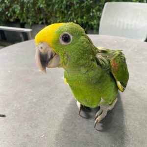 Arvian, a 6-month baby Double Yellow-Headed Amazon with soft juvenile plumage and gentle curiosity.